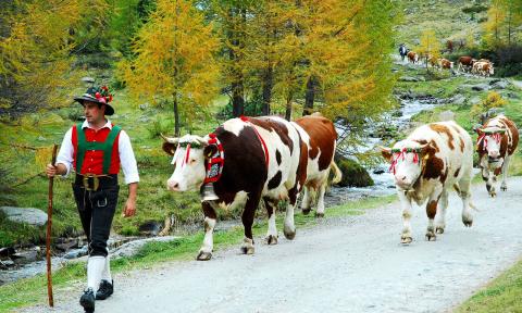 Ahrntal Valley / Steinhaus / Summer